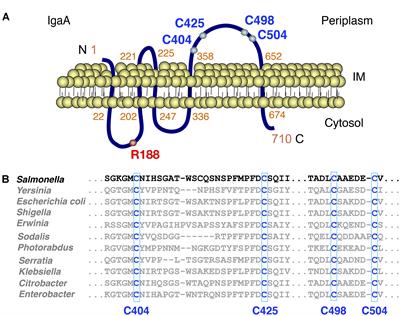 A Disulfide Bond in the Membrane Protein IgaA Is Essential for Repression of the RcsCDB System